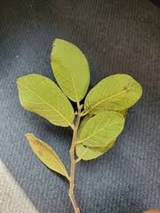 Image result for Dichapetalum edule