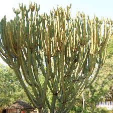 Image result for Euphorbia candelabrum