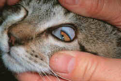 The third eyelid is a membrane, located under the outer eyelids which can become visible if the cat at a glance. Examining And Medicating The Eyes Of Your Cat