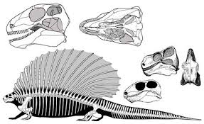Image result for Edaphosaurus