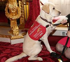 Screening has been shown to reduce your risk of dying of colon. Can Dogs Smell Cancer In Humans Research And Diagnosis