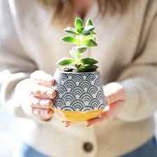 Some of the links below are affiliate links, meaning at no additional cost to you, i will earn a commission if you click through and make a purchase. Sass Belle Japanese Inspired Small Blue Wave Planter