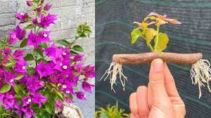 Multiplier les bougainvilliers : lastuce simple et infaillible que les  jardiniers adorent