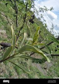 Image result for Loranthaceae