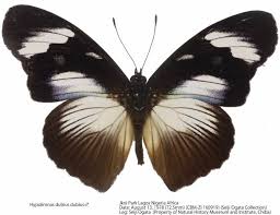 Image result for Berkheya spekeana