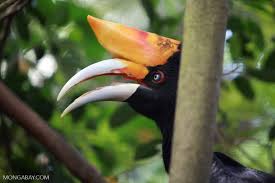 Hornbills (bucerotidae) are a family of bird found in tropical and subtropical africa, asia and melanesia. Rhinoceros Hornbill