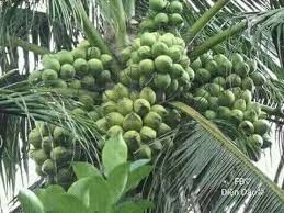 Green Coconuts Bangladesh Fruit Plants Dwarf Fruit Trees Fruit Garden