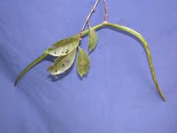 Image result for Malouetia