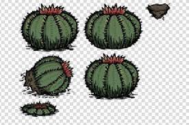Perish time is the time before a food item becomes rot. Cactus Don T Starve Wiki Fandom