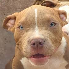 Don't forget to save this website address in your browser. Chiot Puppy Puppies American Bully Giant Xl Xxl Bully Pitbull A Vendre For Sale France Belgique Kennel Elevage Lion Pride American Bully Pitbulls Bully Pitbull