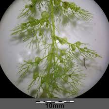 Image result for Utricularia spiralis