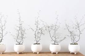 コロキア コトネアステル corokia cotoneaster 植物 グリーン 小鉢