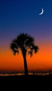 Palmetto Tree State Tree South Carolina Sc Palmetto Tree South Carolina Art Scenery