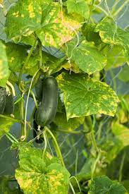 When a cucumber plant has alternaria leaf blight, tiny, yellow flecks appear on its leaves and eventually join, forming larger, brownish spots with ringlike patterns. 5 Reasons Your Cucumber Leaves Are Turning Yellow And How To Fix It Gardening Herbs Plants And Product Reviews