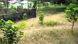 Cara menanam durian dengan tepat sebagai berikut, ini dia cara menentukan bibit durian montong dan memilih buah durian motong yang matang. Tanaman Durian Belanda Annona Herbs Youtube