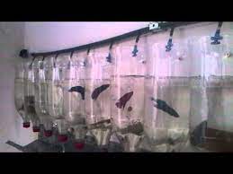 Betta Tpa Garrafa Pet Youtube Breeding Betta Fish Betta Breeding Betta Fish Tank