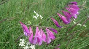 Image result for Gladiolus magnificus