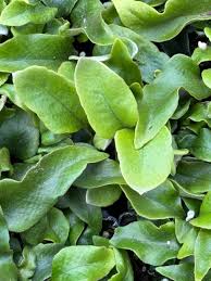 Image result for Pyrrosia