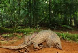 Under the wildlife conservation enactment 1997 and the species is considered endangered (iucn, 2015). Wildlife Conservation Enactment 1997 Archives Clean Malaysia