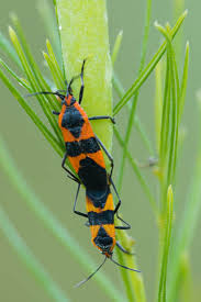 Mating Large Milkweed Bugs Oncopeltus Fasciatus Bugguide Net