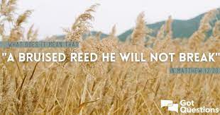 What Does It Mean That “A Bruised Reed He Will Not Break” In Matthew 12:20?  | Gotquestions.org