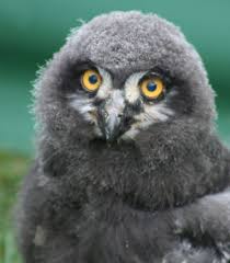 Snowy Owl Bubo Scandiacus Animals A Z Animals