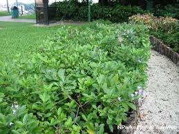 Image result for Rotheca myricoides