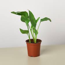 Image result for Strelitzia