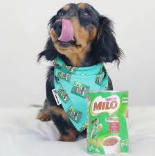 Not Sure Who S Tastier The Milo Or Pepperoni Spottysausage Our Milo Bandana Has Been Re Stocked For Anyone Wanting In 2020 Dog Bowtie Dog Boutique Dog Modeling