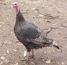 Maybe you would like to learn more about one of these? Heritage Turkey Breeds Which One Is Right For You Turkey Breeds Heritage Turkey Breeds Bronze Turkey