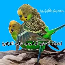 The best image references website. Ù…ÙˆØ³Ù… ØªØ²Ø§ÙˆØ¬ Ø§Ù„Ø·ÙŠÙˆØ± Ø§Ù„Ø­Ø¨