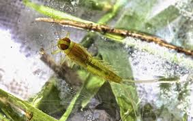 Image result for Microcoelia physophora