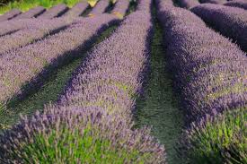 In den baronnies au buëch blüht der lavendel ab ende juni im tal von buëch. Lavendelblute In Der Provence