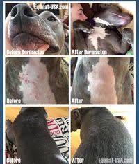 Sometimes the condition may start with your dog losing hair and having a soft puppy coat and then the skin may become intensely darker or hyperpigmented in the areas that lost hair or fur. Pitbull Skin Problems Natural Remedy Equinat Usa Com Dog Dry Skin Dog Itchy Skin Remedy Dog Skin Allergies