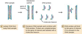 13 2 Visualizing And Characterizing Dna Rna And Protein