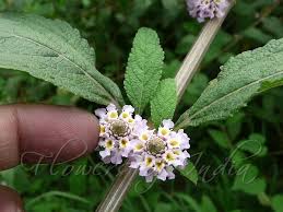 Image result for Lippia