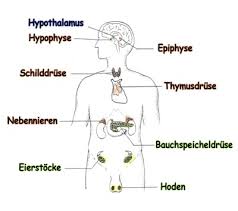 Das Hormonsystem