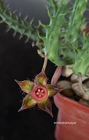 Image result for Boscia filipes