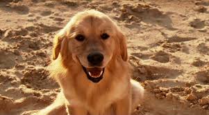 RETURN TO LABRADORIA — DIEGO ONGARO