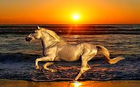 Maybe you would like to learn more about one of these? Hd Wallpaper Sunset Beach Animals Shore Horses Running 1280x800 Animals Horses Hd Art Wallpaper Flare