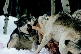 Wolves are members of the family canidae. How Wolves Hunt Living With Wolves