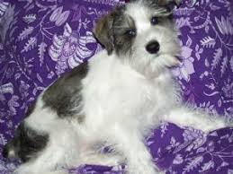Black And White Parti Mini Schnauzer Miniature Schnauzer Colors Akc Miniature Schnauzer Male Unique Tri Color Choc Black White Parti Dogs For Sale Dogs Puppies For Sale