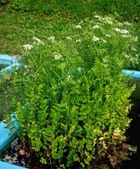 Image result for Berula thunbergii