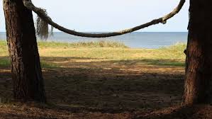 To hang a tree swing on an angled branch, you will need to determine how much of a difference the higher point of the swing is from the lower part of the swing. Rope Swing Hang Between Two Stock Footage Video 100 Royalty Free 1019694019 Shutterstock