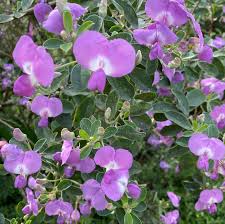 Image result for Podalyria