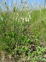 Image result for Krauseola