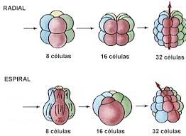 Resultado de imagen para segmentacion biologia