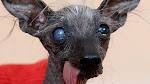 10+ Amazingly Rare Dog Breeds That You Might Have Never ...