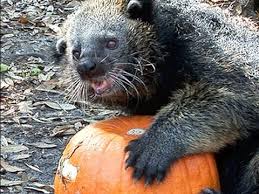No need to register, buy now! Binturong Bearcat Vs Pumpkin Youtube