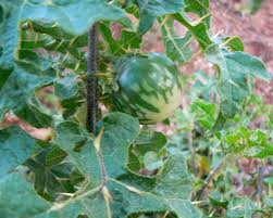 Image result for Solanum linneanum